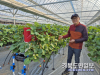농업에도 부는 아파트 열풍… 구미 딸기 수직재배 주목