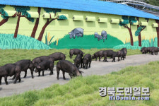 경산시 덕유농장, 토종돼지 인정서 획득