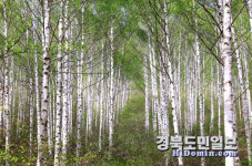 올 봄여행 인생샷, 영양 자작나무숲서 찍자