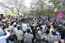 경주 대릉원 돌담길 벚꽃축제, 내달 4일 팡파르