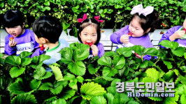 경산 와촌초병설유치원, 봄맞이 딸기 수확 체험