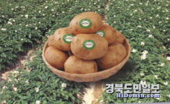 고령군 개진감자 직판장 개장