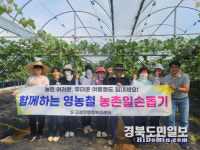 영천 고경면 직원들 포도농가 일손돕기 구슬땀