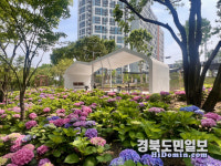 도심 속 수국 테마정원 구경오세요