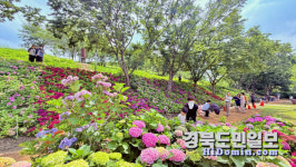 구미 도심 수국에 물들다… 폐매립지 화려한 변신 다온숲
