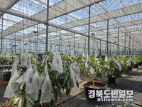 기후변화 대응 아열대농업 메카 영천 부상