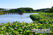 경북의 여름, 연꽃 향기로 물들다