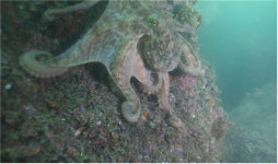수산자원공단 동해본부, 수산자원 증대 노력 결실