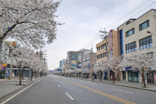 포항시 남구 해도동 거리마다 벚꽃 만개… 도심 물든 봄