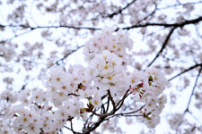 김천 연화지 활짝 핀 벚꽃 보러 오세요
