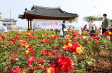 포항시, 어린이 장미체험 꽃길을 걸어요 운영…장미도시 문화 확산