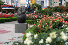 포항밋숀대우센타 | '천만송이 장미도시 포항' 장밋빛으로 물든다…도심 곳곳 개화