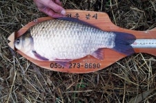 낚시춘추, 경남 통신 - 김해 담안2지에서 40.5cm