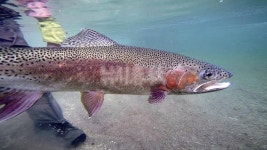 낚시춘추, World Fishing Adventure-NEW ZEALAND 꿈의 계곡 나루로로
