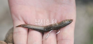 낚시춘추, 특집 수도권 천川 장어낚시 4 - 서산태안권 장어낚시 가이드  국내 자연산 미꾸라지가 직방!