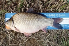 낚시춘추, 대어 조행기 - 고창 구산지에서 53.2cm 붕어    정읍 임정수씨 5.1칸 대 지렁이 미끼로 올렸다