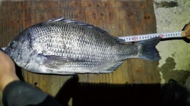 낚시춘추, 대어-상태도 60.5cm 감성돔 조류 멈춘 만조의 순간!