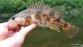 낚시춘추, 유기상의 쏘가리 미노우 낚시 4-무주 남대천 ‘앞냇가’ 여울에서 해금 쏘가리 상봉