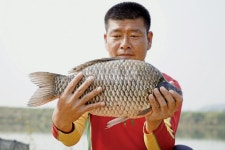 낚시춘추, 대어_창녕 희야지 52.5cm 붕어