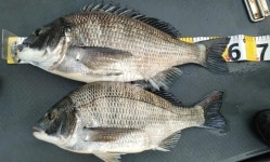  낚시춘추, 대어-가거도 째진여에서 61cm 감성돔