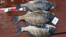  낚시춘추, 제주_추자도-6짜 빅뱅 사자섬 제주여 60.5cm, 밖미역섬 높담 61.7cm