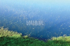  낚시춘추, 전남_곡성 모텔방죽-비밀 방죽의 초여름 전설