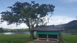  낚시춘추, 전남_화순 안성제-새벽이슬 속에 찾아든 4짜