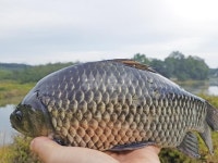  낚시춘추, 경북_영천 포때지-영천에서 겨울낚시가 가장 잘 되는 곳