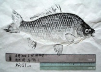  낚시춘추, 연재_평산의 한 뼘 더 다가가는 붕어낚시(6)-5짜 붕어의 나이는 몇 살인가요?