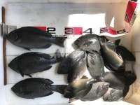  낚시춘추, 경북_포항 계원리-양포등대 앞 여치기 고공행진