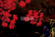  낚시춘추, 강원_홍천 내린천-을수골 단풍 여행