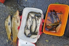  낚시춘추, 경남_의령 덕암지-초저녁 잉어 소동에 붕어는 침묵