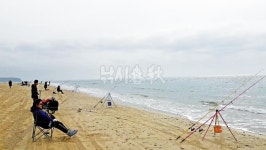 충남 보령 대천해수욕장-초봄의 진객 6년 만에 돌아오다 돌가자미 컴백