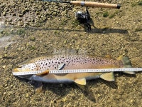 대어-춘천 소양강에서 67cm 브라운송어를 만났다