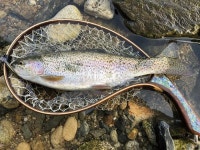 대어-춘천 소양강에서 67cm 브라운송어를 만났다