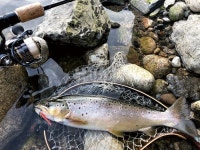 대어-춘천 소양강에서 67cm 브라운송어를 만났다