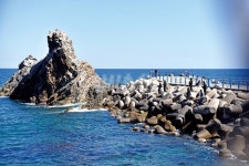 강원_삼척 월천리-벚꽃 감성돔 만개