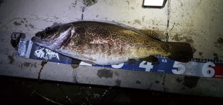 대구 금호강에서  54.5cm 쏘가리