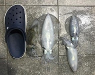 제주 마라도_ 낮에는 벵에돔 밤에는 무늬오징어
