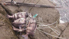 전남 가거도 _ 앞면 진취에서 64, 61, 59cm 돌돔 “올 가을 ‘돌판’은 가거도가 접수한다”