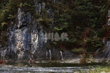 강원 정선 동남천_ BURN! RUN! 무지개송어, 단풍과 함께 타오르다