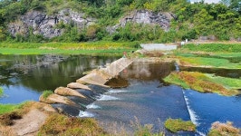 전남●나주 대초천_첫 공개 고마교 하류 2번 보는 붕어 냉장고