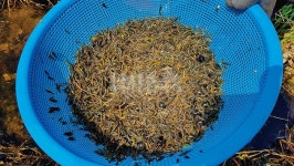 전남●나주 대초천_첫 공개 고마교 하류 2번 보는 붕어 냉장고