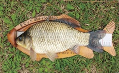 대어_ 영천 옥평지에서 47.5cm 붕어