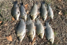 부산 삼락수로-도심의 월척 붕어터 올 겨울은 삼락강변교다