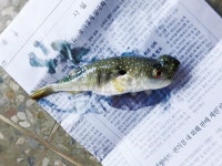 FISHING NEWS_동해 삼척에서 기형 복어 출현