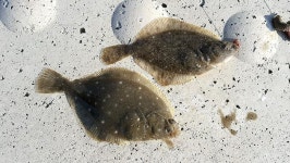 충남 보령 대천해수욕장_ 봄바다 귀염둥이 돌도다리 떴다