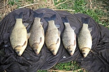 경북 경산 대창천_맑은 물색 아랑곳 않은 월척들 난립