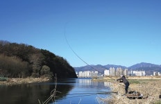 경북 경산 대창천_맑은 물색 아랑곳 않은 월척들 난립