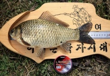 경북 경산 대창천_맑은 물색 아랑곳 않은 월척들 난립